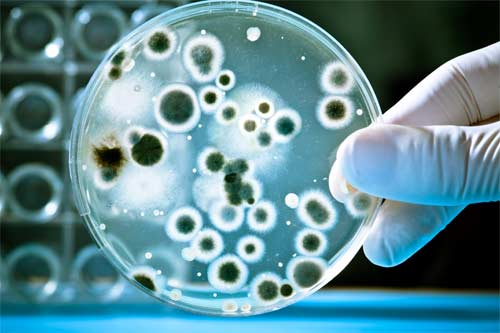 Micro Organism